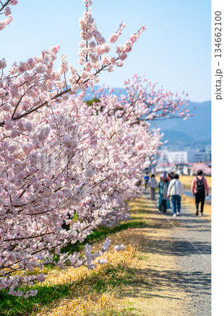 【神奈川県】南足柄市の春木径に咲く春めき桜 134662100