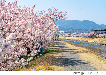 【神奈川県】南足柄市の春木径に咲く春めき桜 134662103
