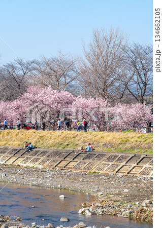 【神奈川県】南足柄市の春木径に咲く春めき桜 134662105