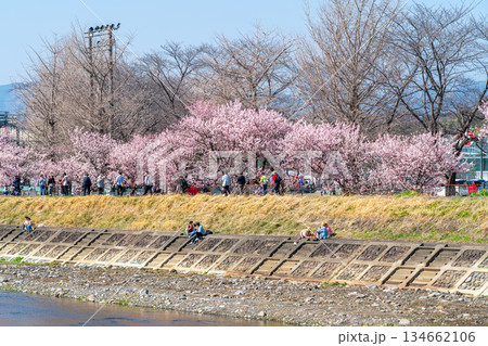 【神奈川県】南足柄市の春木径に咲く春めき桜 134662106