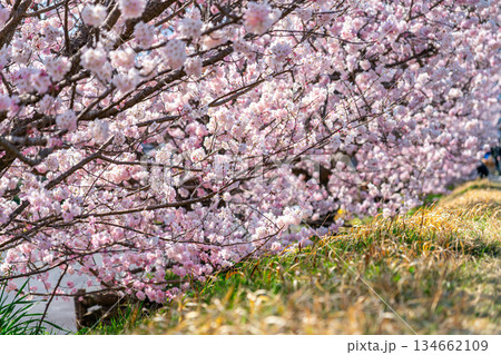 【神奈川県】南足柄市の春木径に咲く春めき桜 134662109