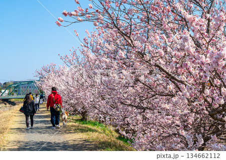 【神奈川県】南足柄市の春木径に咲く春めき桜 134662112