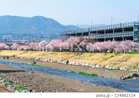 【神奈川県】南足柄市の春木径に咲く春めき桜 134662114
