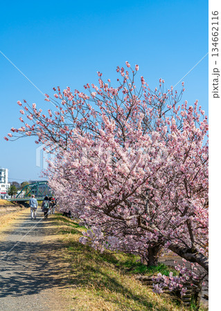 【神奈川県】南足柄市の春木径に咲く春めき桜 134662116