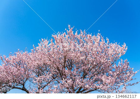 【神奈川県】南足柄市の春木径に咲く春めき桜 134662117