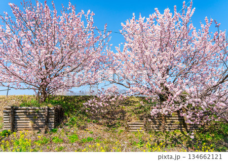 【神奈川県】南足柄市の春木径に咲く春めき桜と菜の花 134662121
