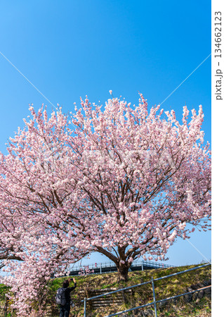 【神奈川県】南足柄市の春木径に咲く春めき桜 【神奈川県】南足柄市の春木径に咲く春めき桜 134662123