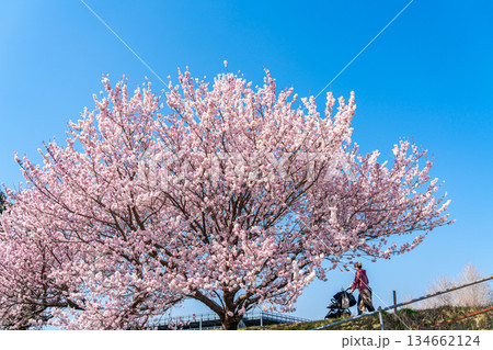 【神奈川県】南足柄市の春木径に咲く春めき桜 【神奈川県】南足柄市の春木径に咲く春めき桜 134662124