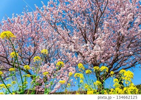 【神奈川県】南足柄市の春木径に咲く春めき桜と菜の花 【神奈川県】南足柄市の春木径に咲く春めき桜と菜の花 134662125