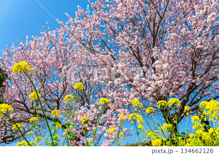 【神奈川県】南足柄市の春木径に咲く春めき桜と菜の花 134662126
