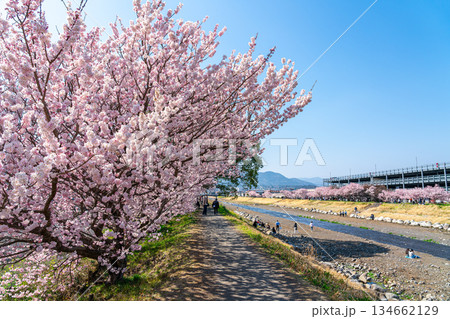 【神奈川県】南足柄市の春木径に咲く春めき桜 134662129