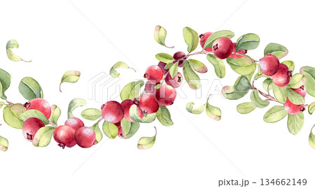 Lingonberry watercolor seamless border isolated on. Hand drawn repeat background of fresh wild berries. Botanical horizontal pattern for decorative use. Cranberry wavy branches for design textile. Lingonberry watercolor seamless border isolated on. Hand drawn repeat background of fresh wild berries. Botanical horizontal pattern for decorative use. Cranberry wavy branches for design textile. 134662149