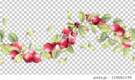 Lingonberry watercolor seamless border isolated on. Hand drawn repeat background of fresh wild berries. Botanical horizontal pattern for decorative use. Cranberry wavy branches for design textile. Lingonberry watercolor seamless border isolated on. Hand drawn repeat background of fresh wild berries. Botanical horizontal pattern for decorative use. Cranberry wavy branches for design textile. 134662149