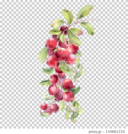 Lingonberry branch watercolor hand drawn on white background. Cluster of red wild healthy berries with green leaves. Botanical illustration for natural food branding or packaging design. Lingonberry branch watercolor hand drawn on white background. Cluster of red wild healthy berries with green leaves. Botanical illustration for natural food branding or packaging design. 134662150