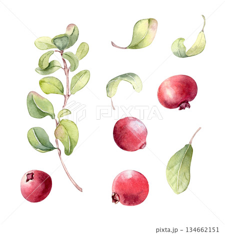 Watercolor set of lingonberry berries and leaves isolated on white. Cranberry illustrations hand painted. Healthy red berries for food illustration, recipe card, or botanical design concept. 134662151