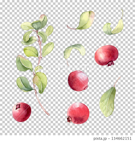 Watercolor set of lingonberry berries and leaves isolated on white. Cranberry illustrations hand painted. Healthy red berries for food illustration, recipe card, or botanical design concept. 134662151