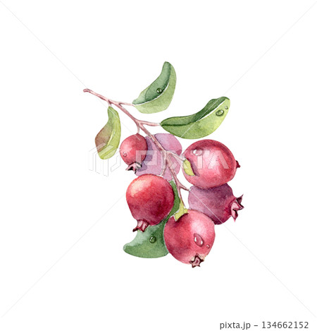 Lingonberry watercolor illustration isolated on white. Northern berries on a branch with green leaves and red berries artwork. Hand painted vibrant berry for design element. 134662152