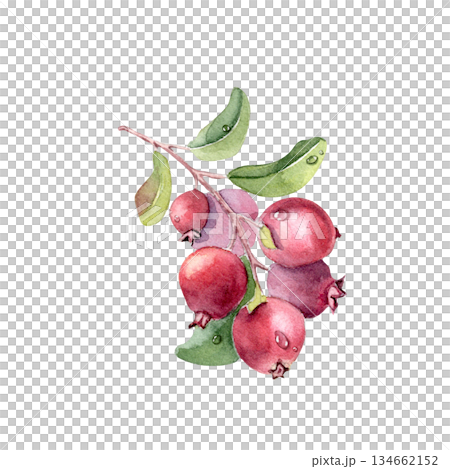 Lingonberry watercolor illustration isolated on white. Northern berries on a branch with green leaves and red berries artwork. Hand painted vibrant berry for design element. 134662152