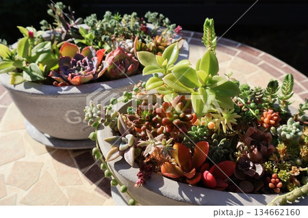 多肉植物の寄せ植え&寄せ鉢 多肉植物の寄せ植え&寄せ鉢 134662160