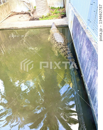 鬼山地獄 ~大分別府の地獄めぐり~ 鬼山地獄 ~大分別府の地獄めぐり~ 134662787