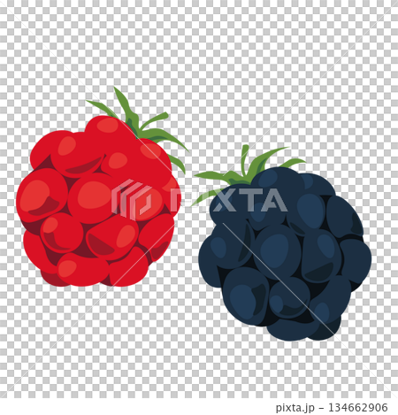 Fresh blackberries illustration Fresh blackberries illustration 134662906