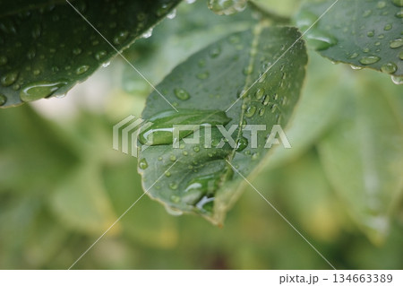 雨上がりの葉についた水滴と瑞々しい緑の背景 134663389