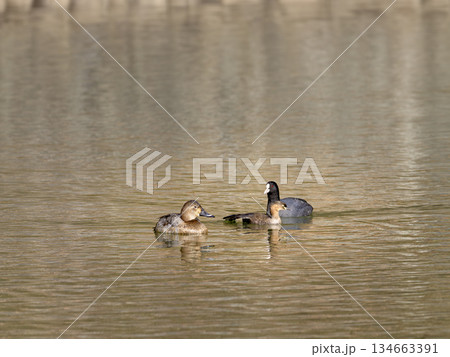 平和を感じる3羽（三羽）の水鳥　 134663391