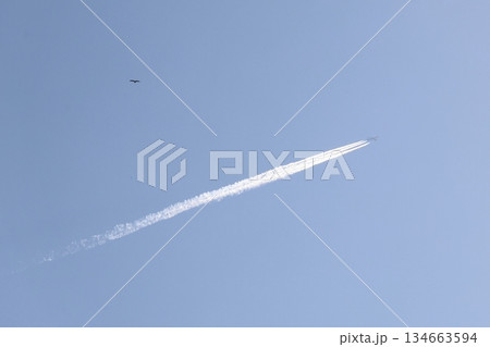 飛行機雲と鳥 飛行機雲と鳥 134663594