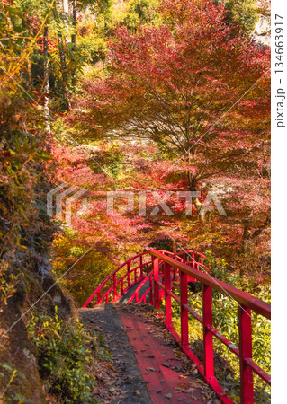 五宝滝へ続く紅葉の山道と赤い橋（岐阜県八百津） 134663917