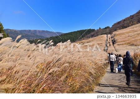 箱根・仙石原のすすき草原 134663935