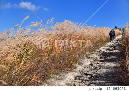 箱根・仙石原のすすき草原 134663938