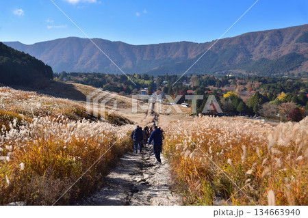 箱根・仙石原のすすき草原 134663940