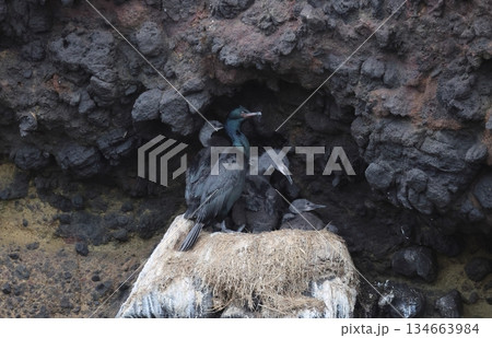 ヒメウの巣とヒナ 134663984