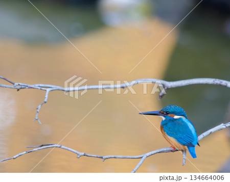 枝にとまるカワセミ 青い羽が美しい日本の野鳥 枝にとまるカワセミ 青い羽が美しい日本の野鳥 134664006
