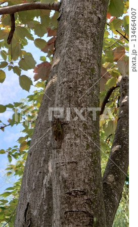 木にとまるセミ 134664007