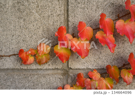 石壁に這う色鮮やかな紅葉したツタの葉 石壁に這う色鮮やかな紅葉したツタの葉 134664096