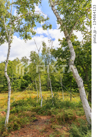 乗鞍高原まいめの池周辺に広がる白樺林と高原の風景 134664133