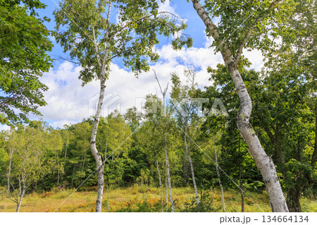 乗鞍高原まいめの池周辺に広がる白樺林と高原の風景 134664134