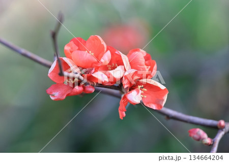ボケの花 ボケの花 134664204