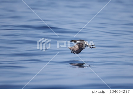 海上を飛ぶ夏羽のウミガラス 海上を飛ぶ夏羽のウミガラス 134664257
