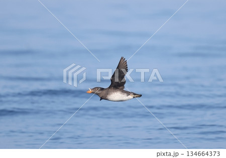 海上を飛ぶウトウ 海上を飛ぶウトウ 134664373
