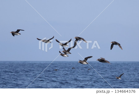 群れで飛ぶウトウ 群れで飛ぶウトウ 134664376