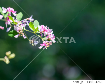 清楚で美しいハギの花 清楚で美しいハギの花 134664769