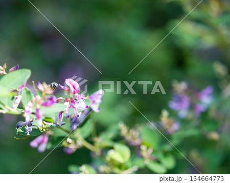 清楚で美しいハギの花 清楚で美しいハギの花 134664773