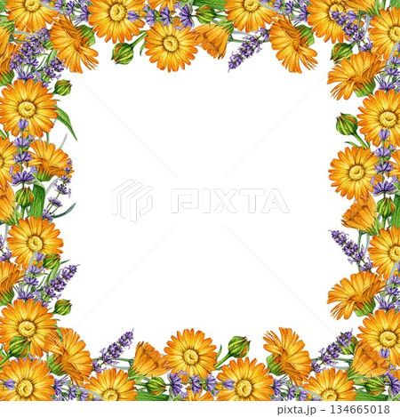 Lavender and calendula flowers square frame decor element watercolor illustration. Hand drawn fresh calendula mixed with lavender stems floral frame isolated on white background. Lavender and calendula flowers square frame decor element watercolor illustration. Hand drawn fresh calendula mixed with lavender stems floral frame isolated on white background. 134665018