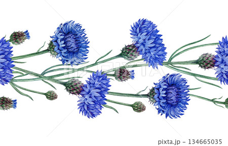 Blue cornflower seamless border decor element watercolor illustration. Hand drawn centaurea cyanus meadow wildflower vintage style illustration. Bachelor's button border isolated on white background Blue cornflower seamless border decor element watercolor illustration. Hand drawn centaurea cyanus meadow wildflower vintage style illustration. Bachelor's button border isolated on white background 134665035