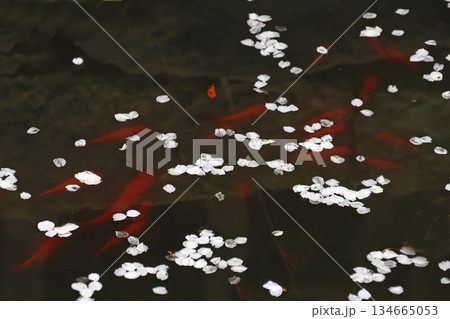 池に散ったサクラの花びら 134665053