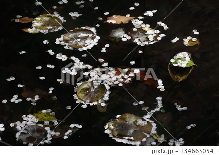 池に散ったサクラの花びら 池に散ったサクラの花びら 134665054