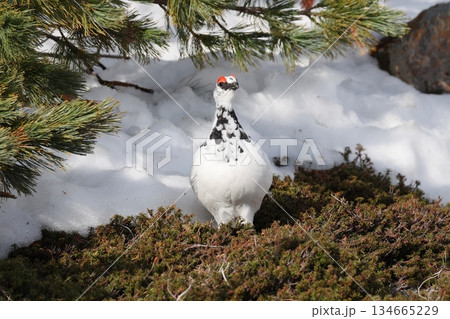 冬羽のライチョウのオス 134665229