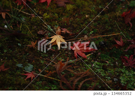 浜松・龍潭寺の紅葉 134665352
